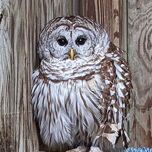 Photo of a barred owl in his enclosure at the Iowa Raptor Project.